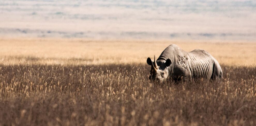 Spotting Rhino in Ngorongoro on a Tanzania Safari